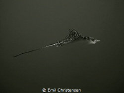 Photo of a spotted eagle ray swimming gracefully above th... by Emil Christensen 